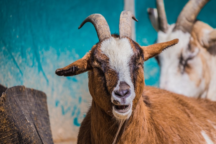 can goats eat poison ivy?