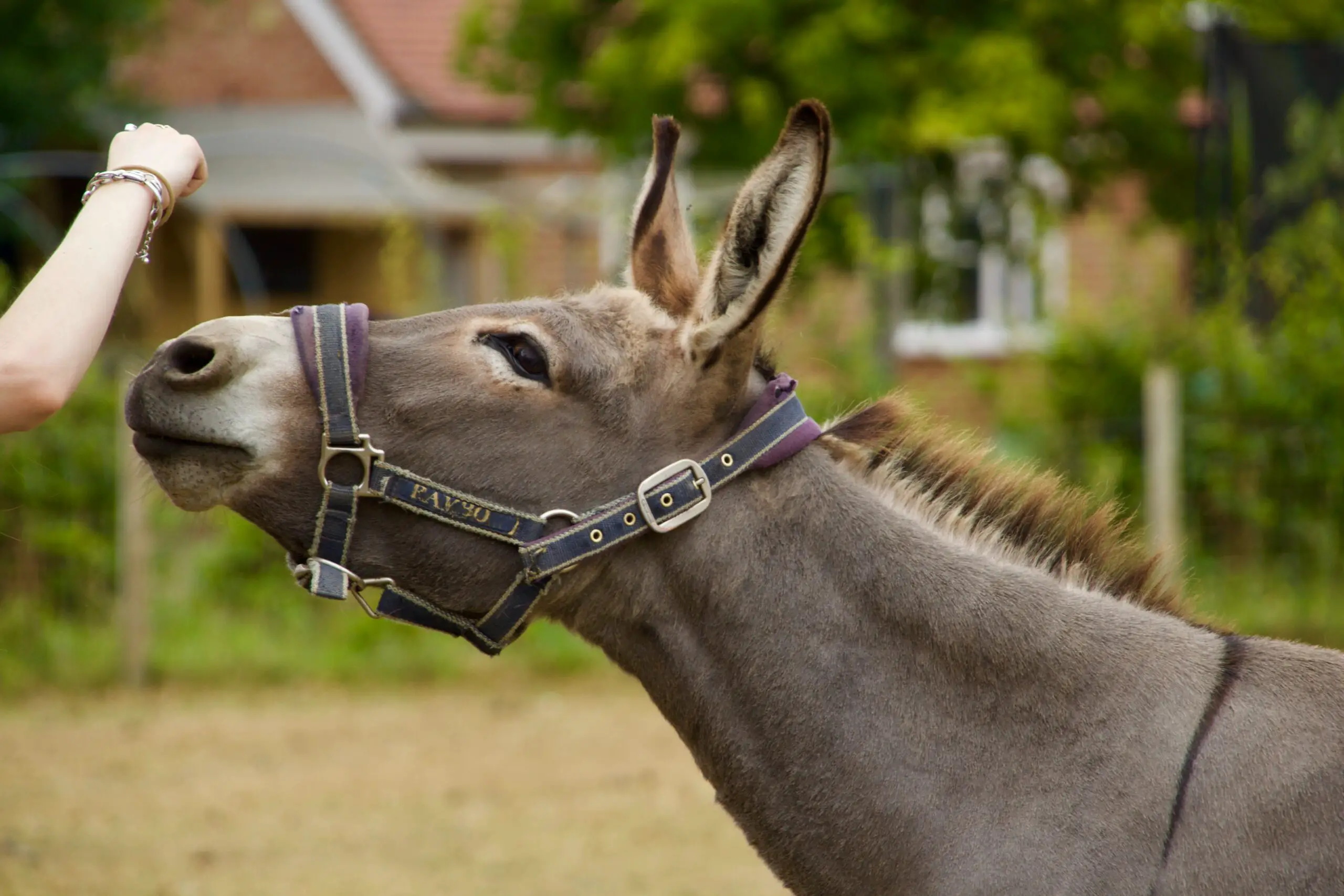 donkeys for sale in tennessee