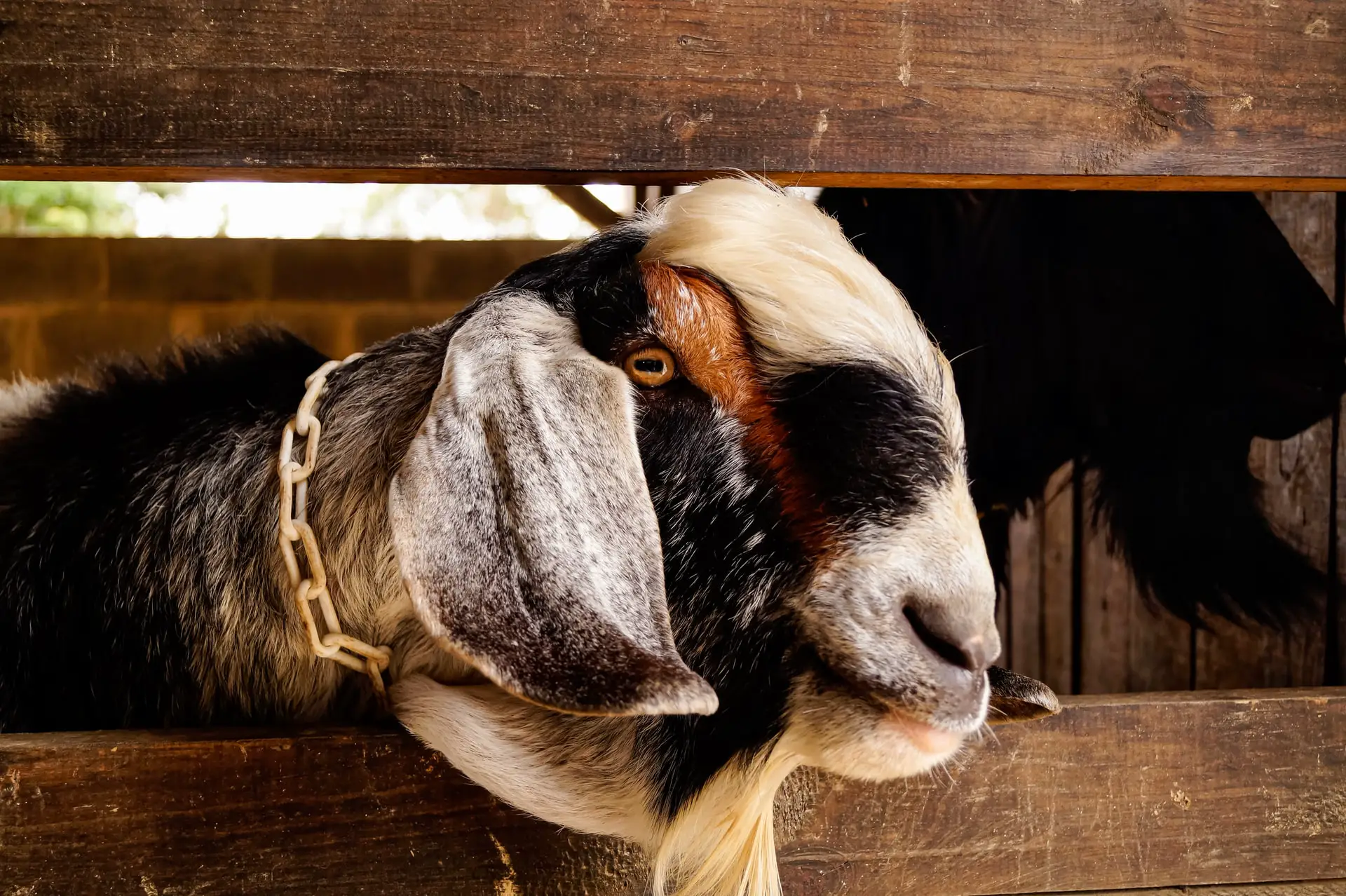 Boer Goats disadvantages