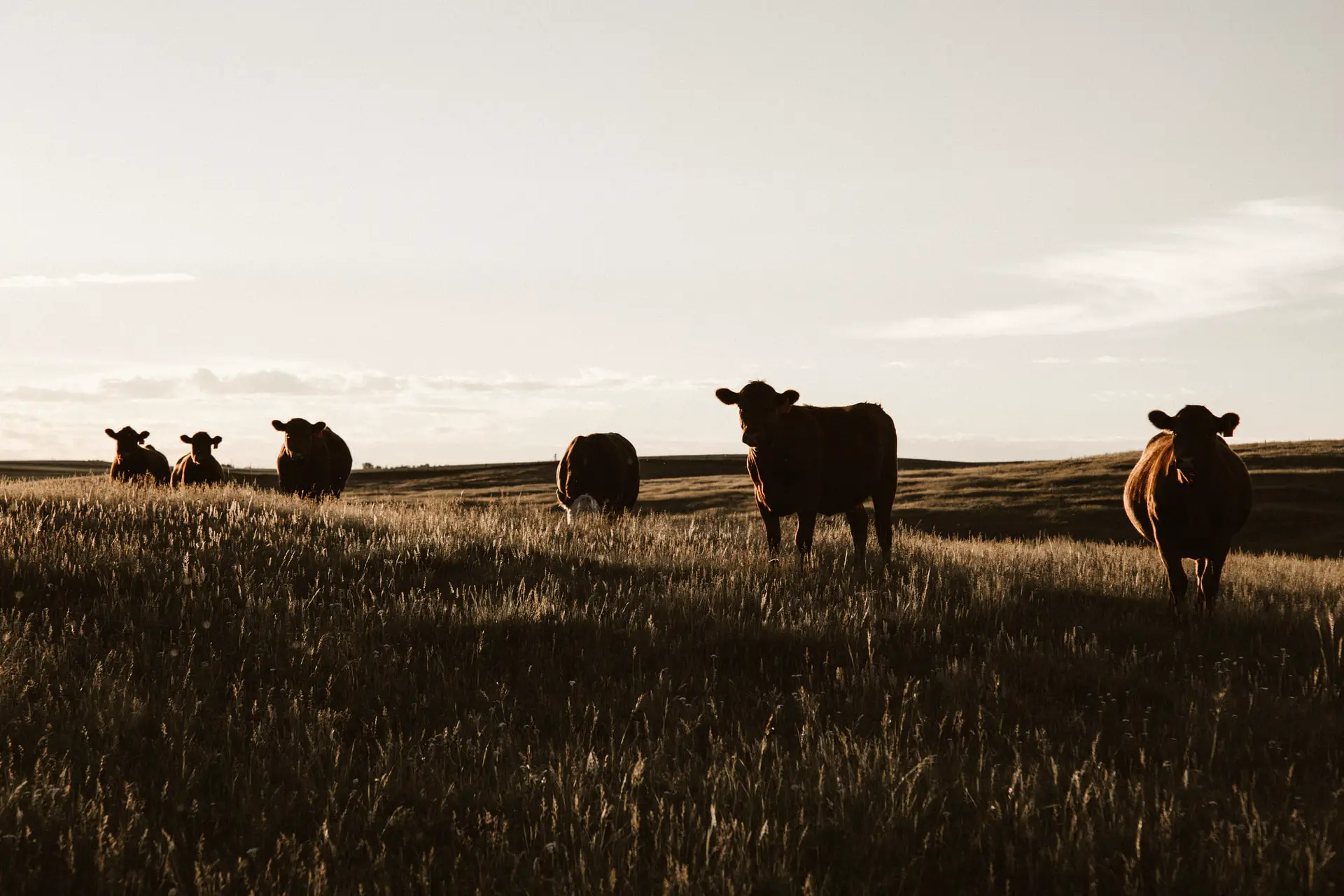 Cattle For Sale Kansas
