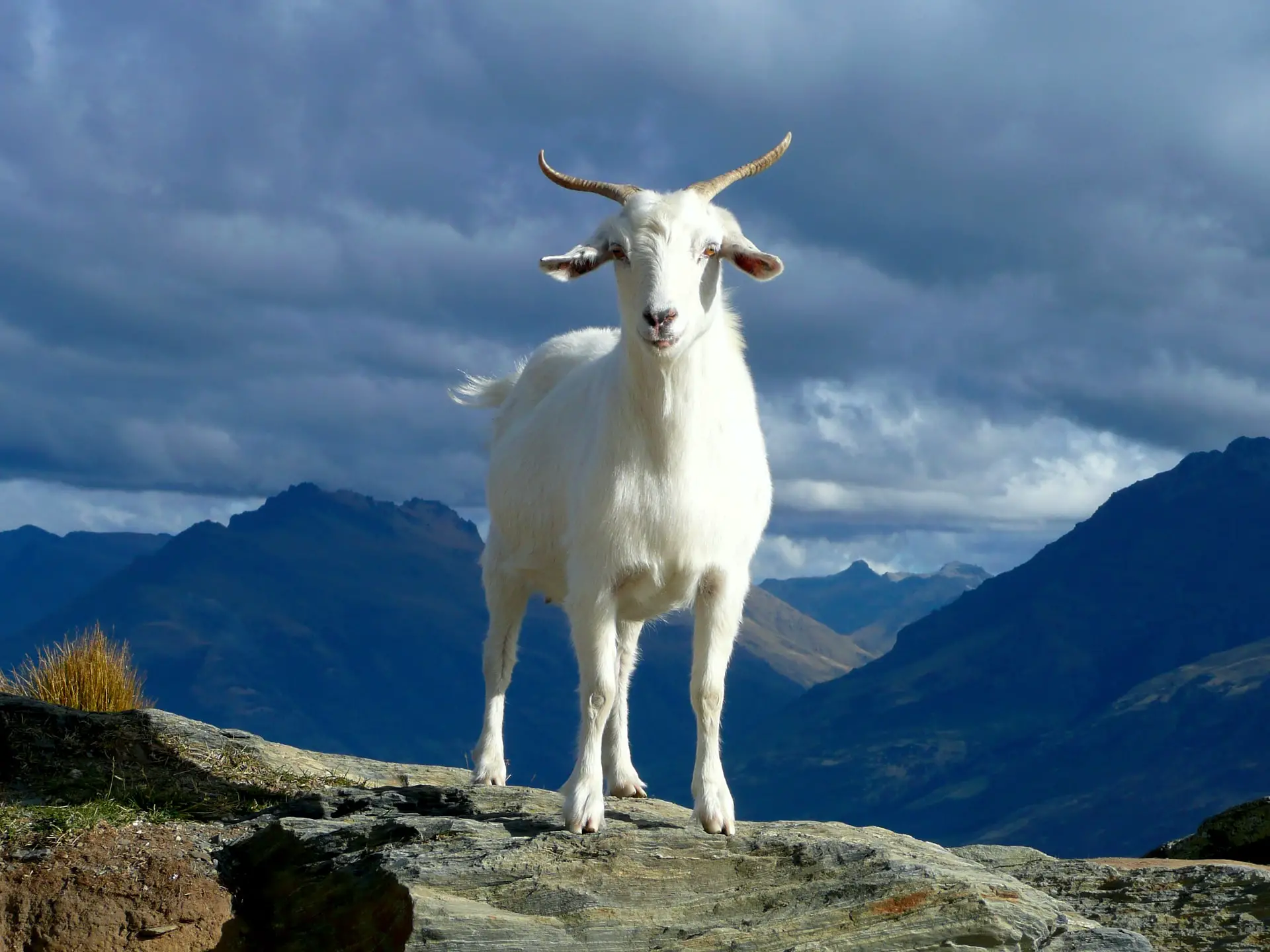 Goats for Sale Iowa