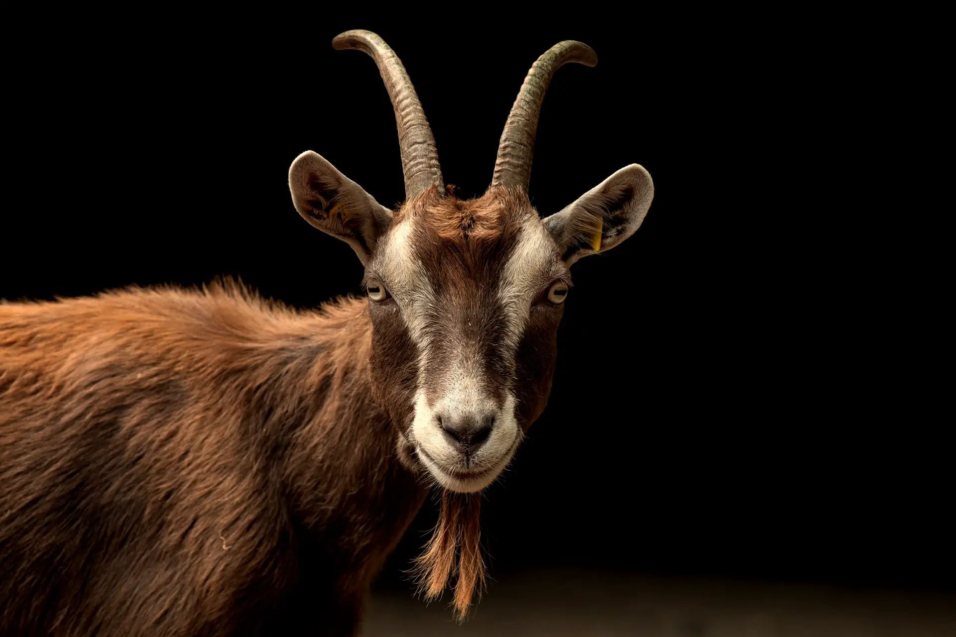 Goats for Sale Massachusetts
