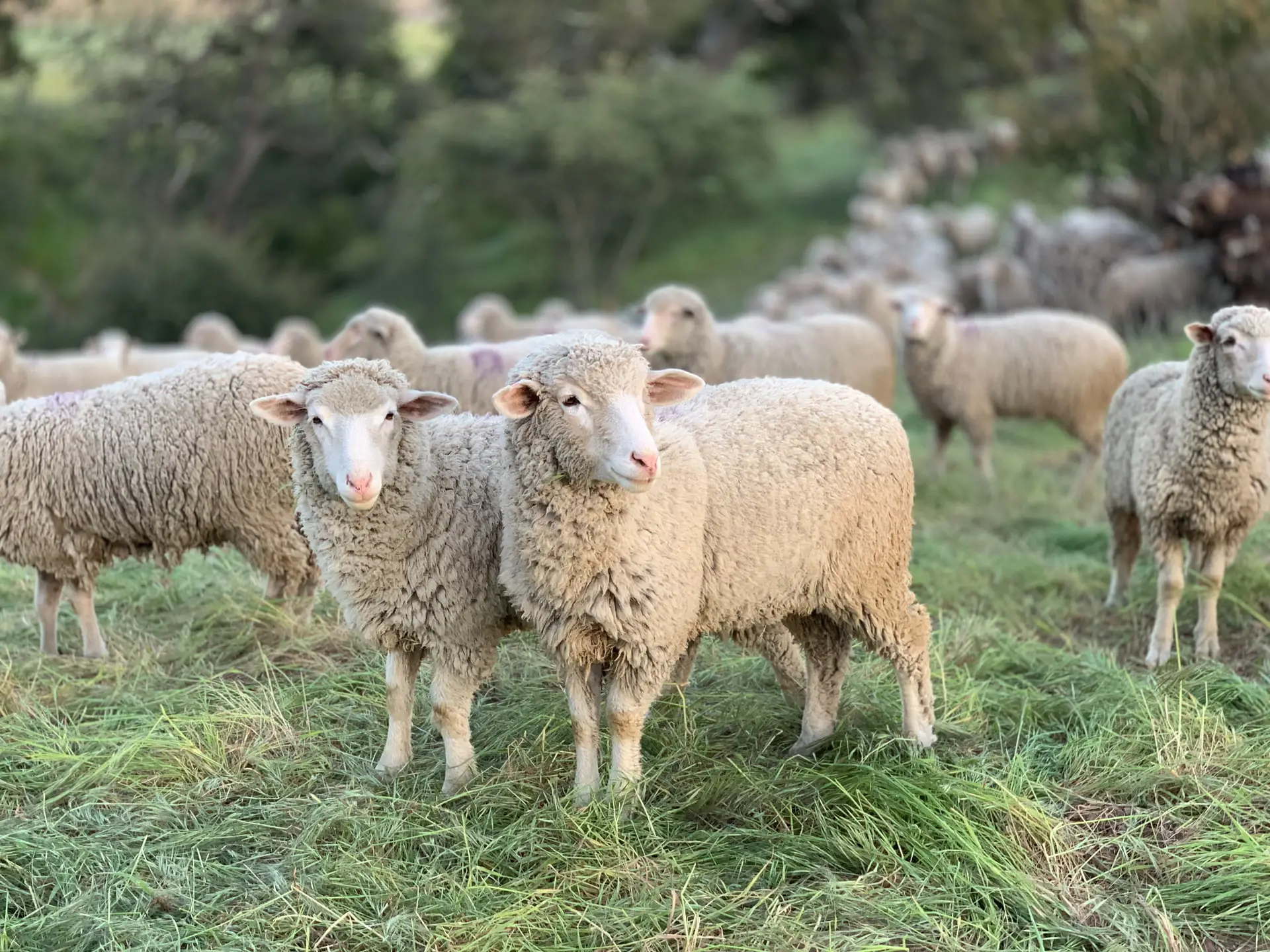 Sheep for Sale Colorado