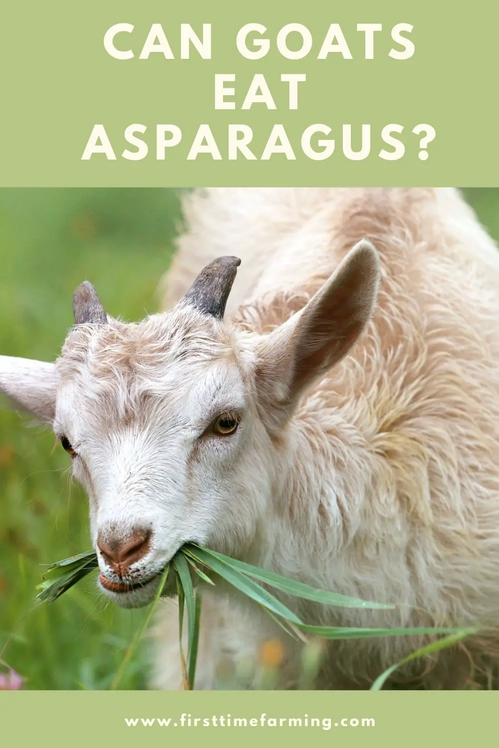 can goats eat asparagus?