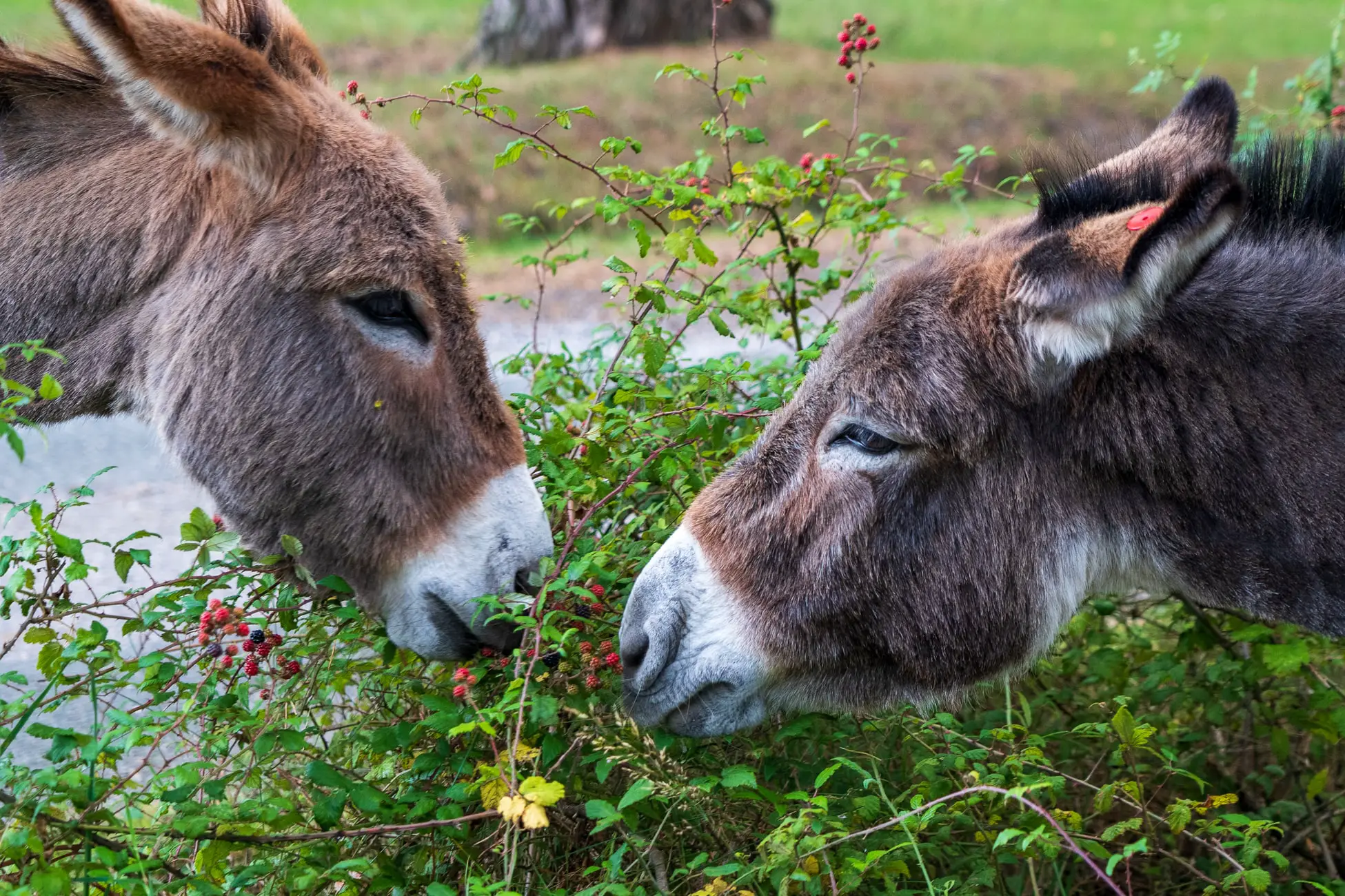 Can Donkeys Eat Goat Feed