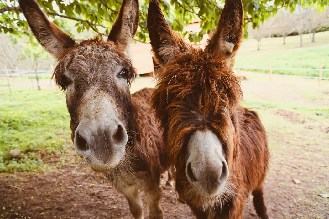 pros and cons of owning a donkey