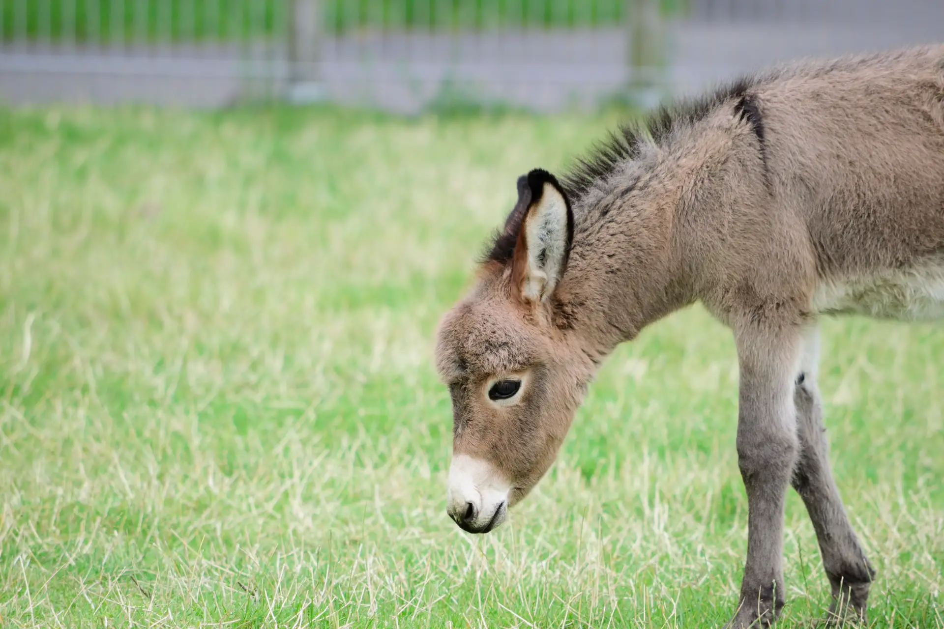 Donkeys For Sale In Alabama