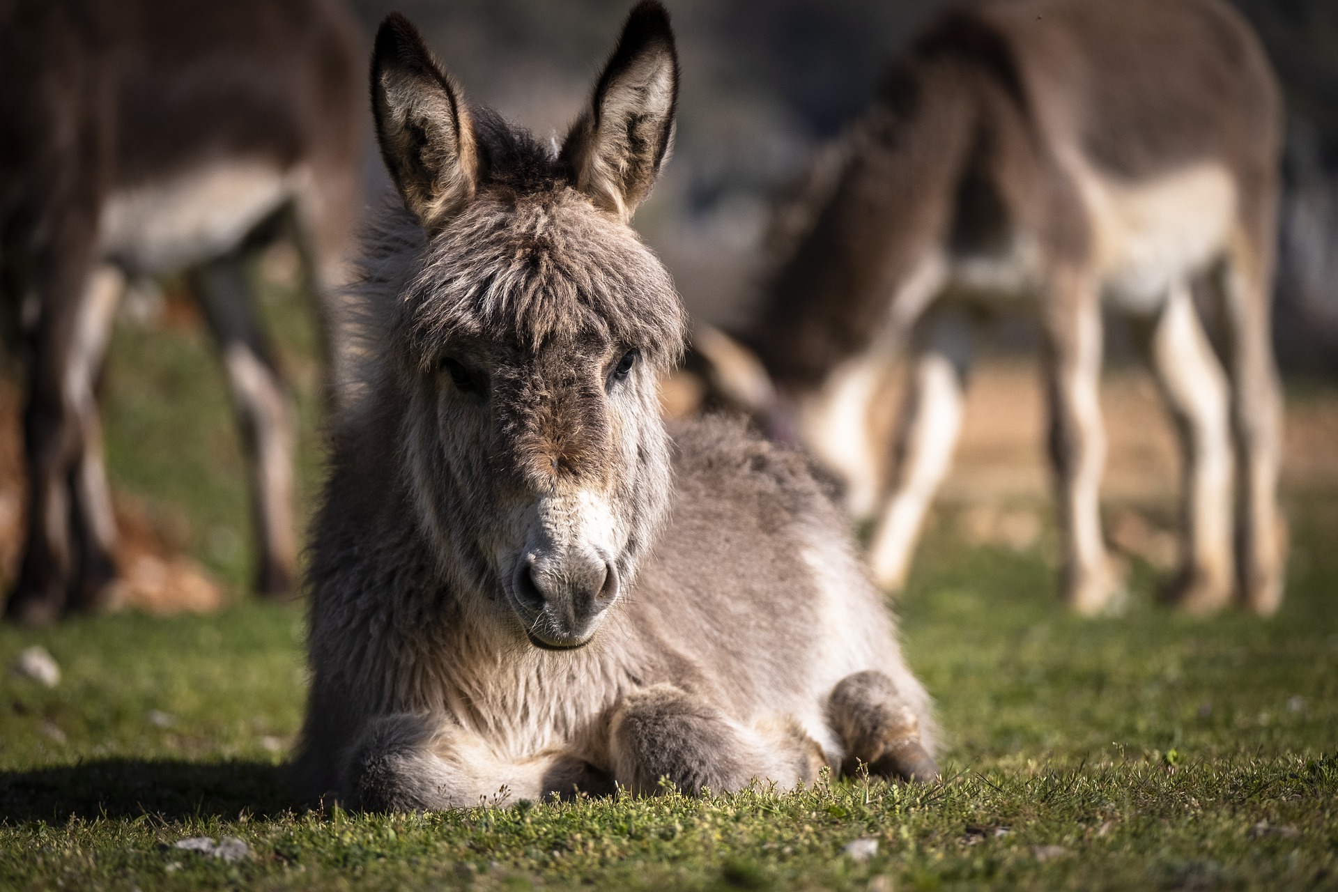 Donkeys for Sale Oklahoma