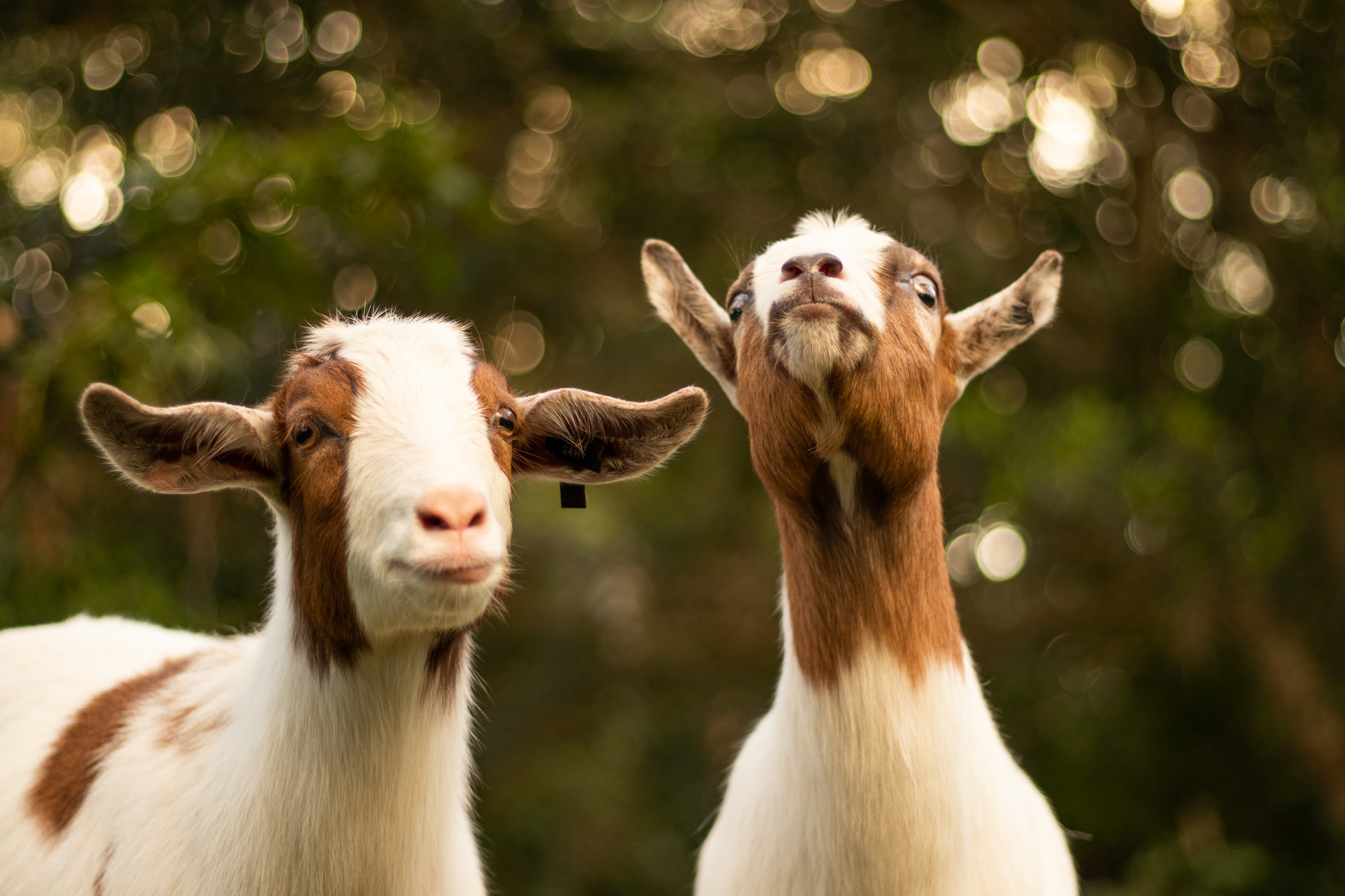 6 Best Places With Goats for Sale In California - First Time Farming