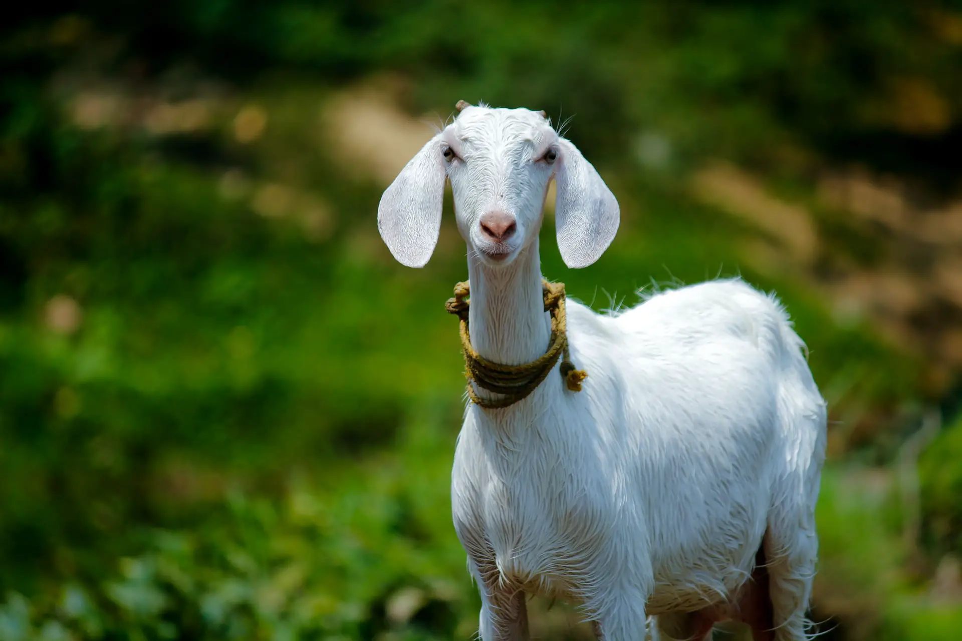 Goats for Sale Illinois