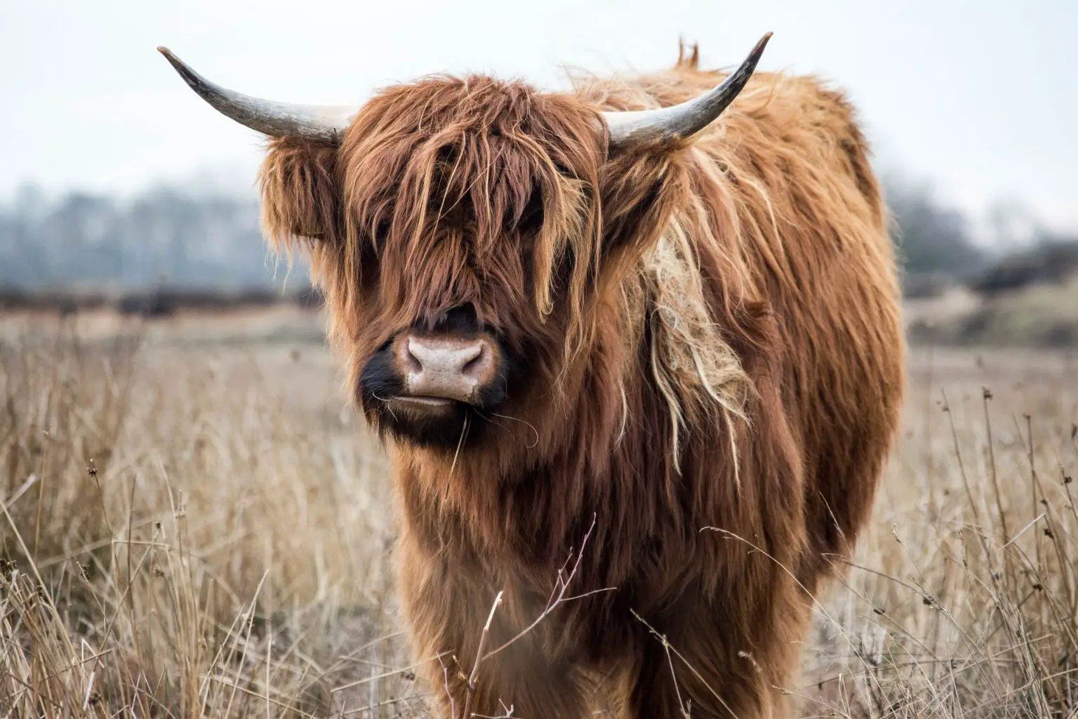 Top 5 Hidden (And Not So Hidden!) Disadvantages Of Highland Cattle ...