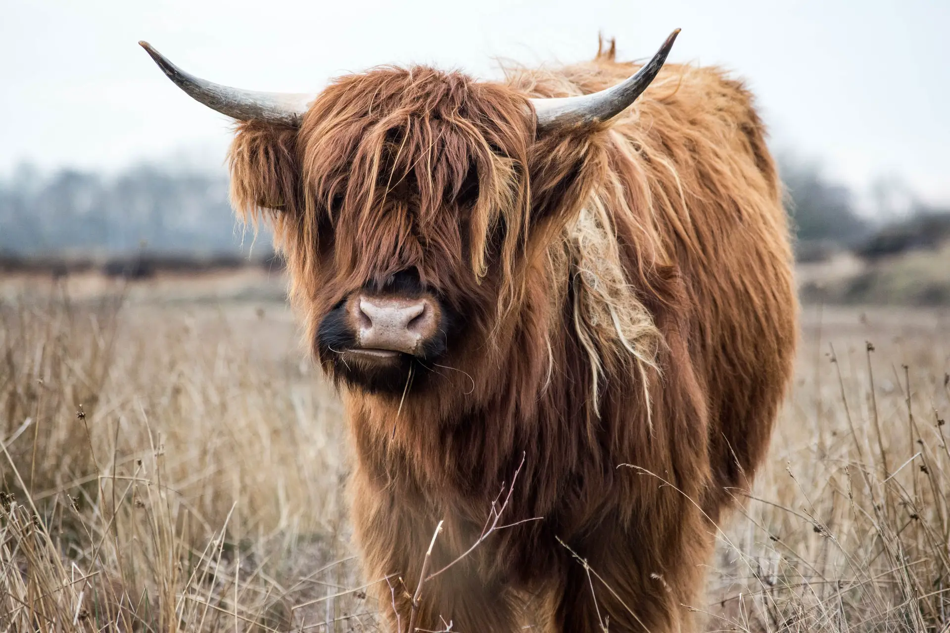 Highland Cattle disadvantages