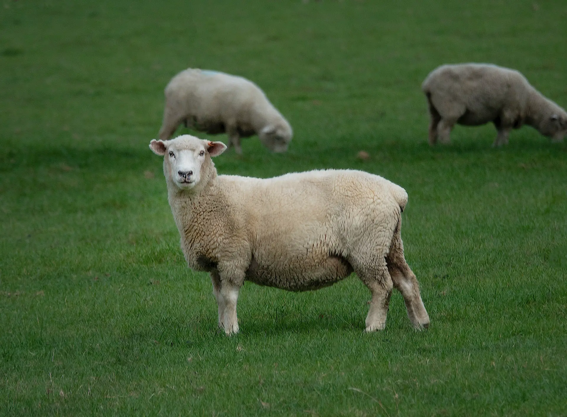 Sheep for Sale kentucky