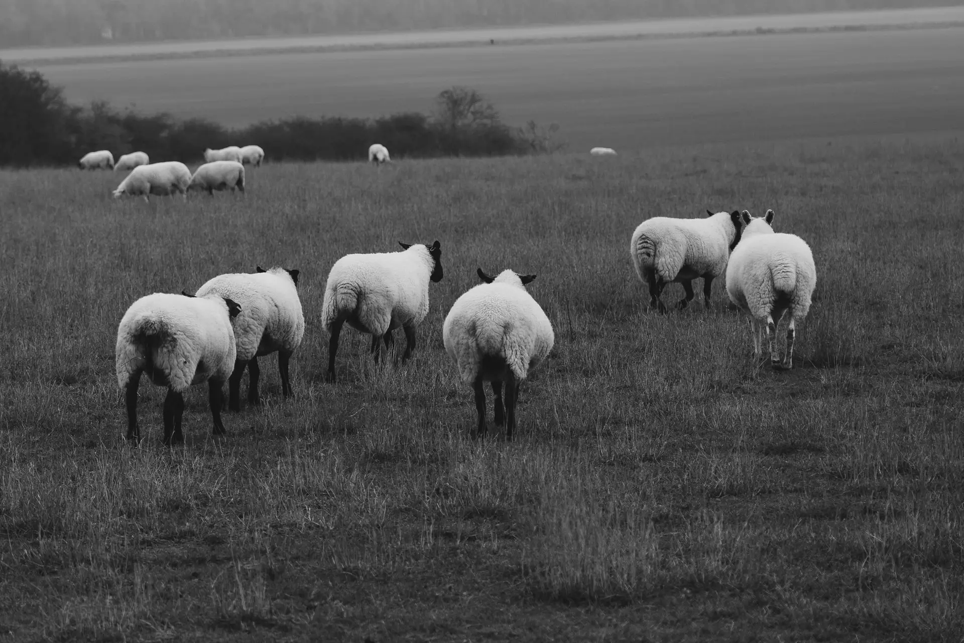 Dorset Sheep Pros and Cons