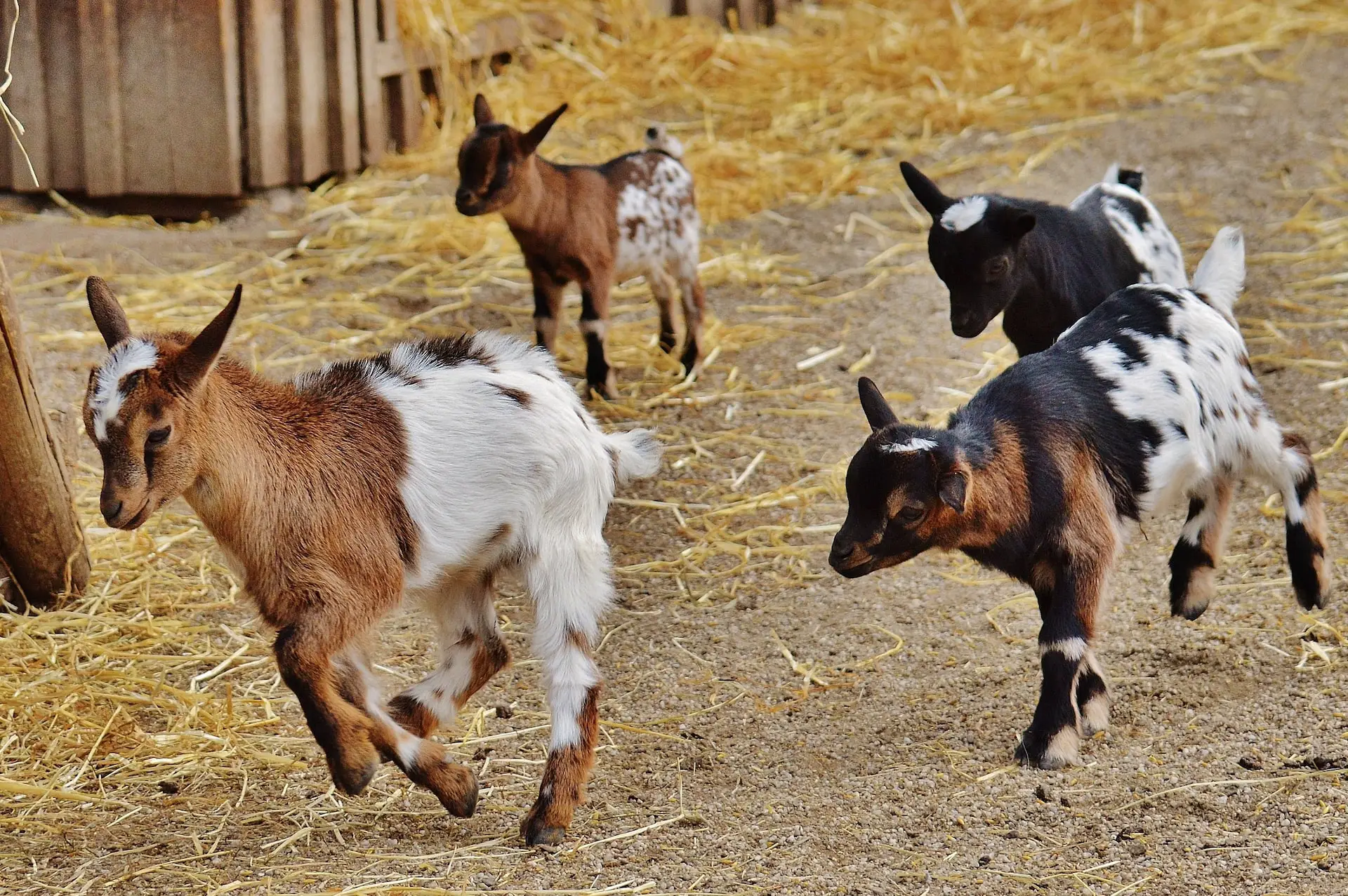 Goats for Sale Alabama